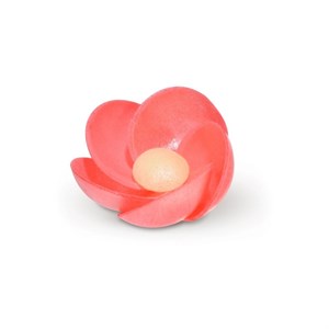 Primula Cialda Assort (5 Color) Pz 200 Mode