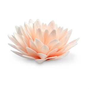 PEONIA GIGANTE ROSA SALMONE CIALDA MODECOR