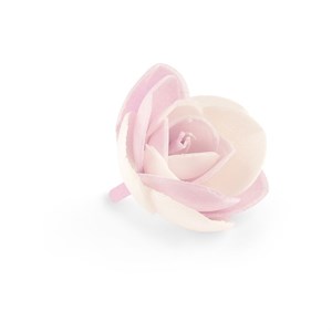 BEGONIA BICOLOR CIALDA PZ 80 MODECOR