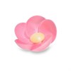 4304_PRIMULA-CIALDA-ASSORT-(5-COLOR)-PZ-200-MODE.JPG