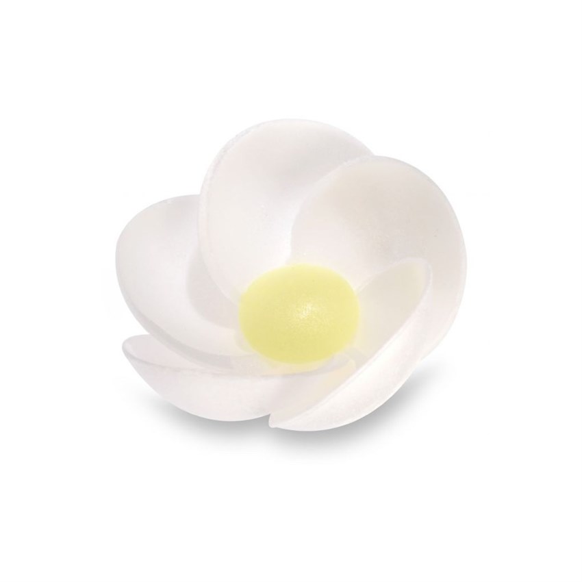 4302_PRIMULA-CIALDA-ASSORT-(5-COLOR)-PZ-200-MODE.JPG